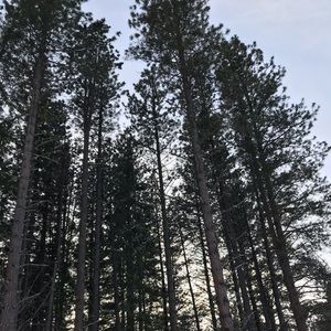 Meet your Posher, Rufina